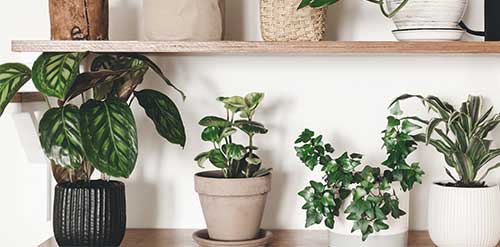 15 Air Purifying Plants at Home