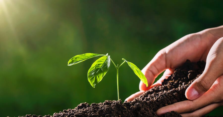Understanding Compost and Its Benefits for Soil Fertility