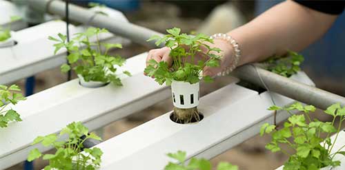6 Hydroponic Growing Media Makes Fertile and Easy to Get