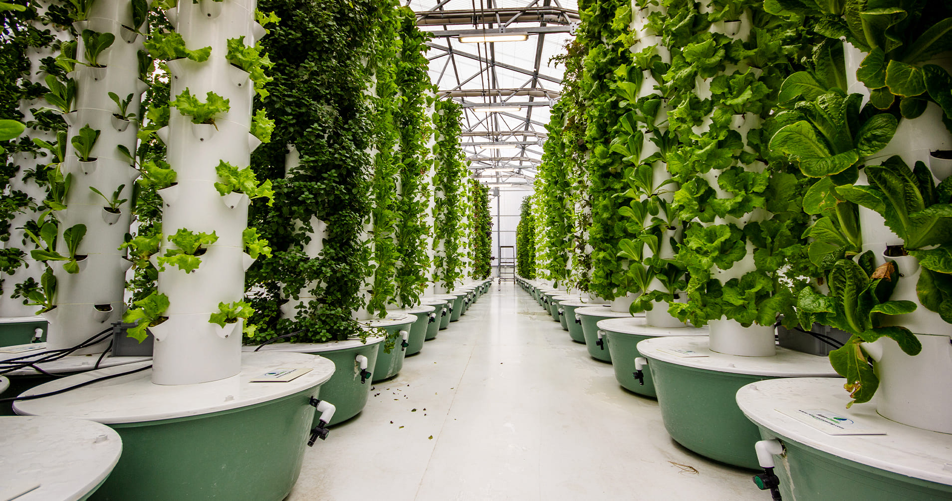 Aeroponics: Soilless, Water-Efficient, & Space-Saving Cultivation