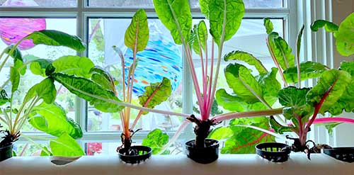 Is Hydroponic Farming Environmentally Friendly? Here's the Answer!