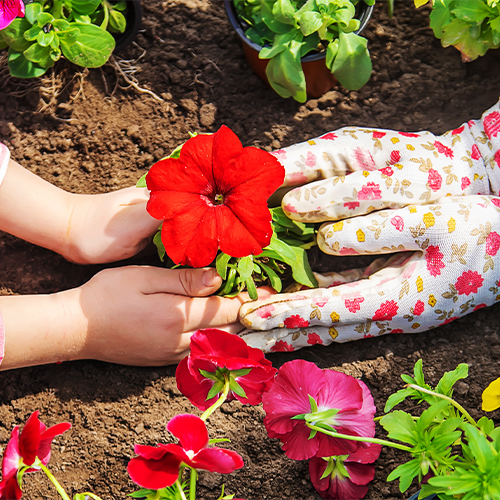 Simple Gardening at Home with Kids