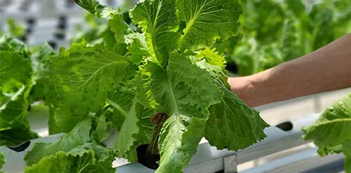 10 Hydroponic Plants for Cultivators at Home