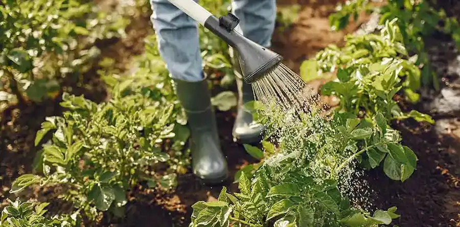 Chemical Content on Garden Soil Has Benefit, Learn Why!